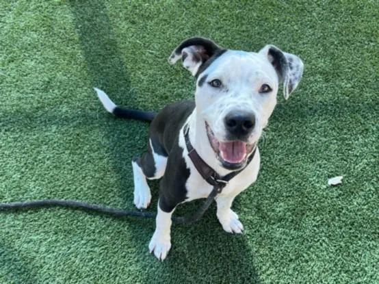 A young medium-sized female Mixed Breed dog named Cardi for adoption in Los Angeles, CA