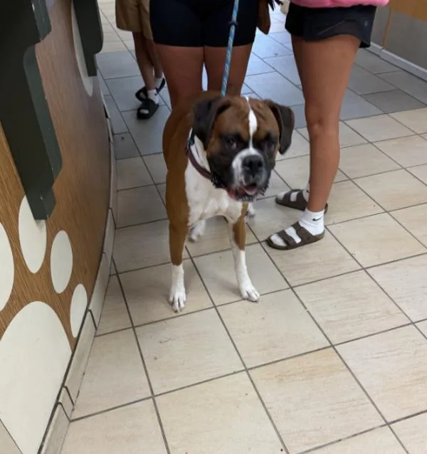 An adult large-sized male Boxer dog named Fynn for adoption in Virginia Beach, VA