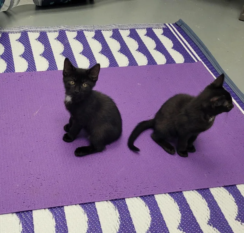 A baby small-sized female Black Domestic Short Hair cat named Smoke for adoption in Morganton, NC