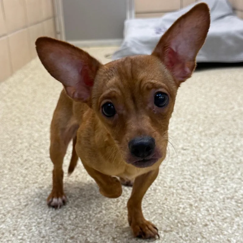 A young small-sized female Yellow / Tan / Blond / Fawn Chihuahua dog named Molly for adoption in Perkiomenville, PA