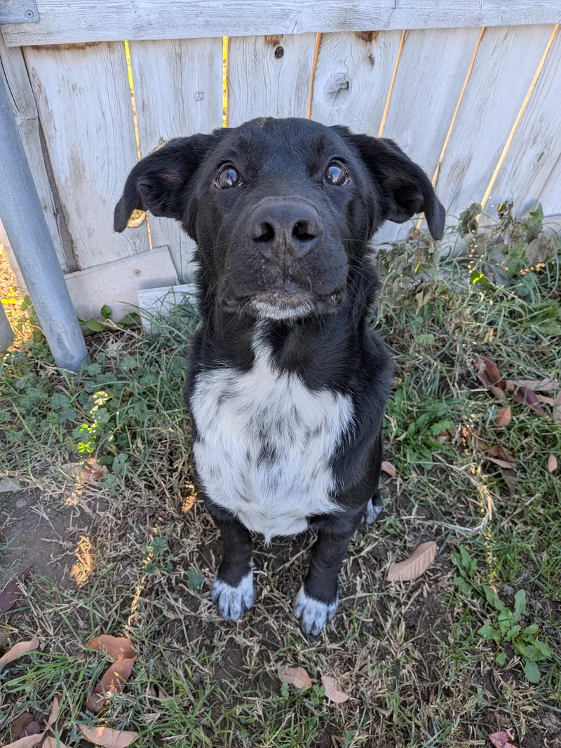 A baby medium-sized male Black Labrador Retriever dog named Mickey for adoption in Hermiston, OR