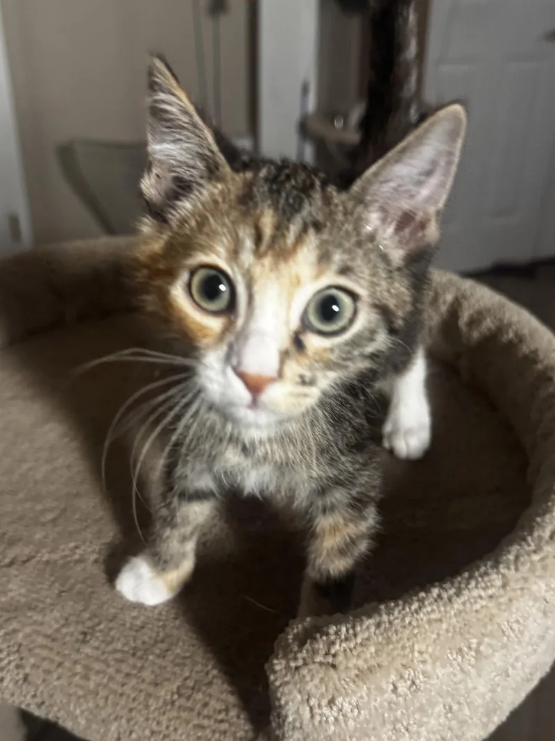 A baby medium-sized female Domestic Short Hair cat named Baguette for adoption in Seal Beach, CA
