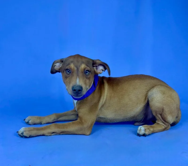 A young medium-sized male Red / Chestnut / Orange Miniature Pinscher dog named Kennedy for adoption in Alvin, TX