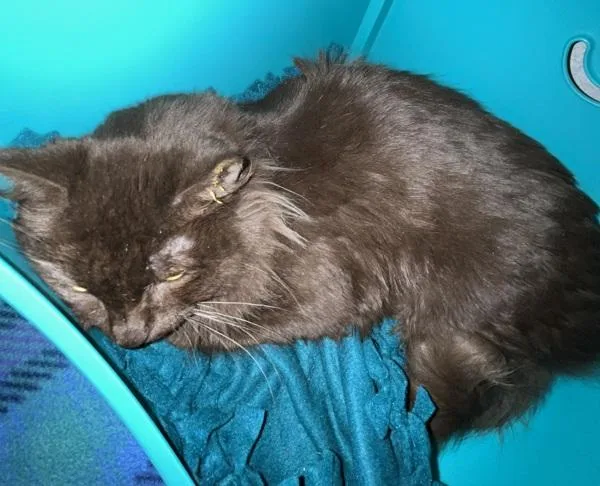 An adult medium-sized female Domestic Medium Hair cat named Toni Companion To Zumba for adoption in Stratham, NH