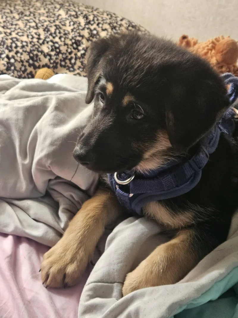 A baby large-sized male German Shepherd Dog dog named Odin for adoption in Rochester, NY