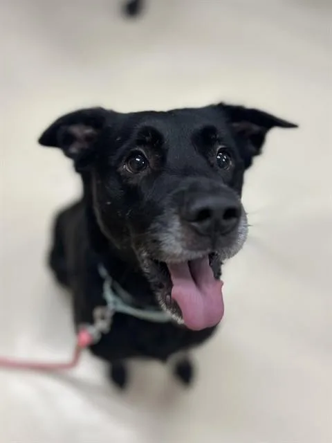 An adult medium-sized male Labrador Retriever dog named Donkey for adoption in Aliquippa, PA