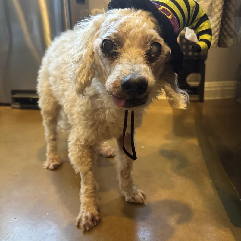 Dean Martin thumbnail 2