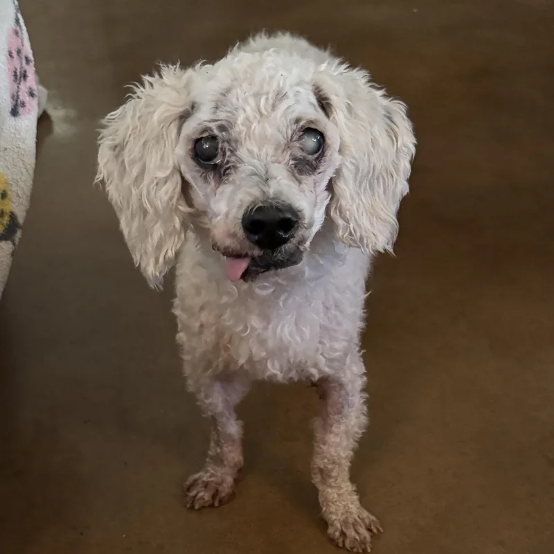 Dean Martin thumbnail 4