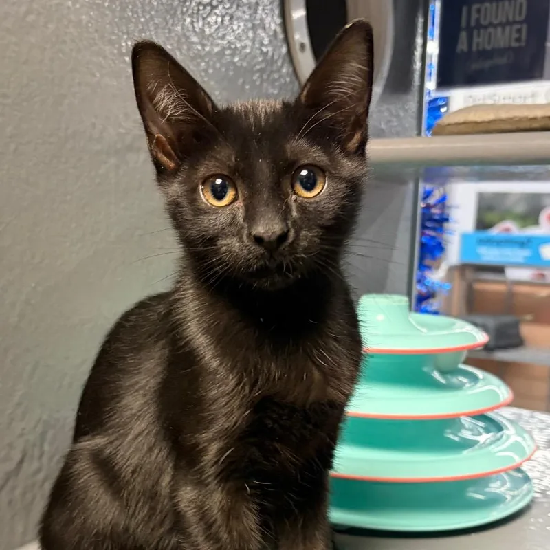 A baby small-sized male Black Domestic Short Hair cat named Mako for adoption in Hamburg, NY