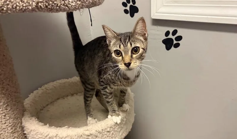 A baby medium-sized female Gray & White Domestic Short Hair cat named Nala for adoption in Hudson, NH
