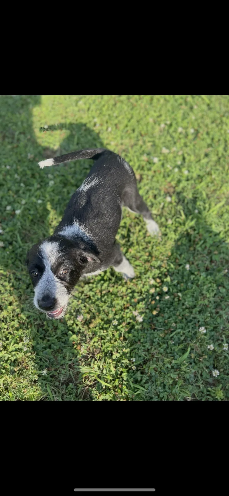 A baby medium-sized female Wirehaired Pointing Griffon dog named Cow white for adoption in Saunderstown, RI