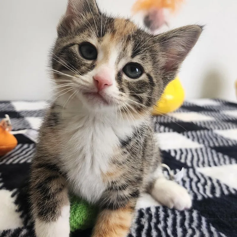 A baby small-sized female Tortoiseshell Domestic Short Hair cat named Minnie Mouse for adoption in Toledo, OH
