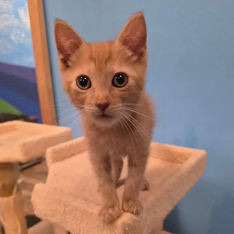 A baby small-sized female Orange / Red Domestic Short Hair cat named Alex for adoption in Frederick, MD