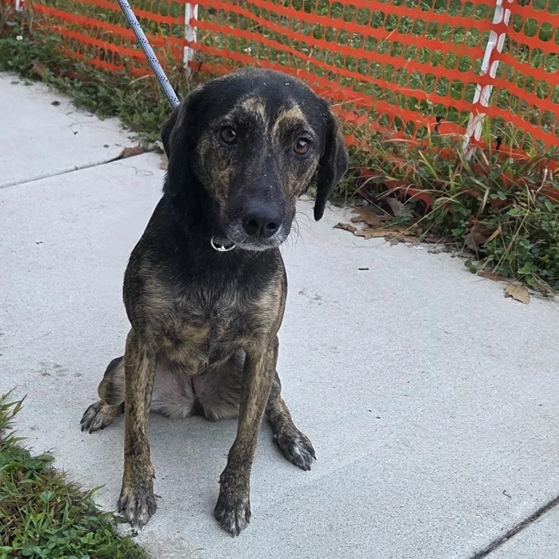 A young medium-sized female Mixed Breed dog named Pillie for adoption in Voorhees, NJ