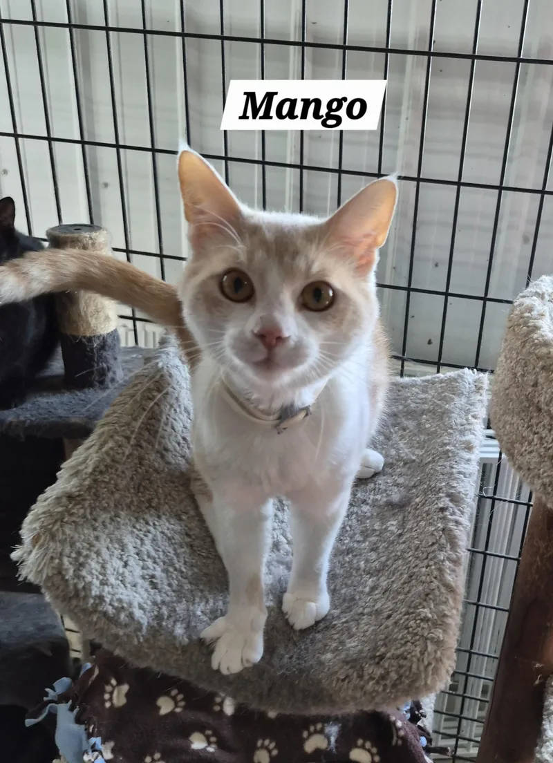 An adult medium-sized male Orange / Red Domestic Short Hair cat named Mango for adoption in Urbana, OH