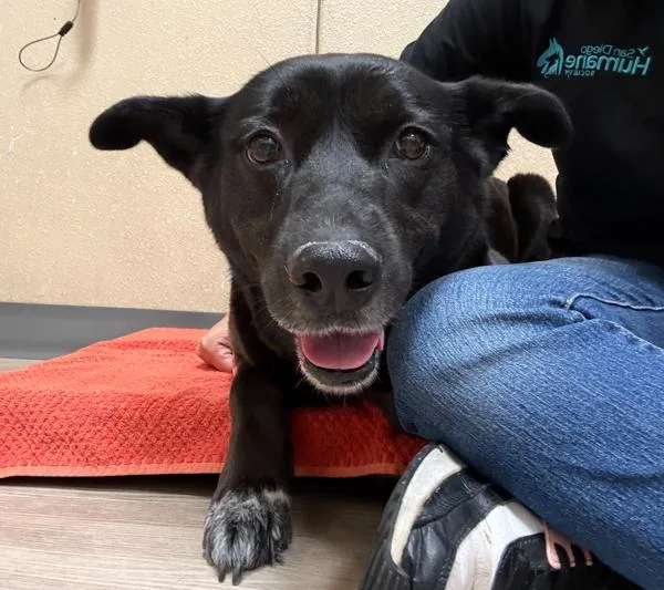 An adult medium-sized female Labrador Retriever dog named Luna for adoption in Oceanside, CA