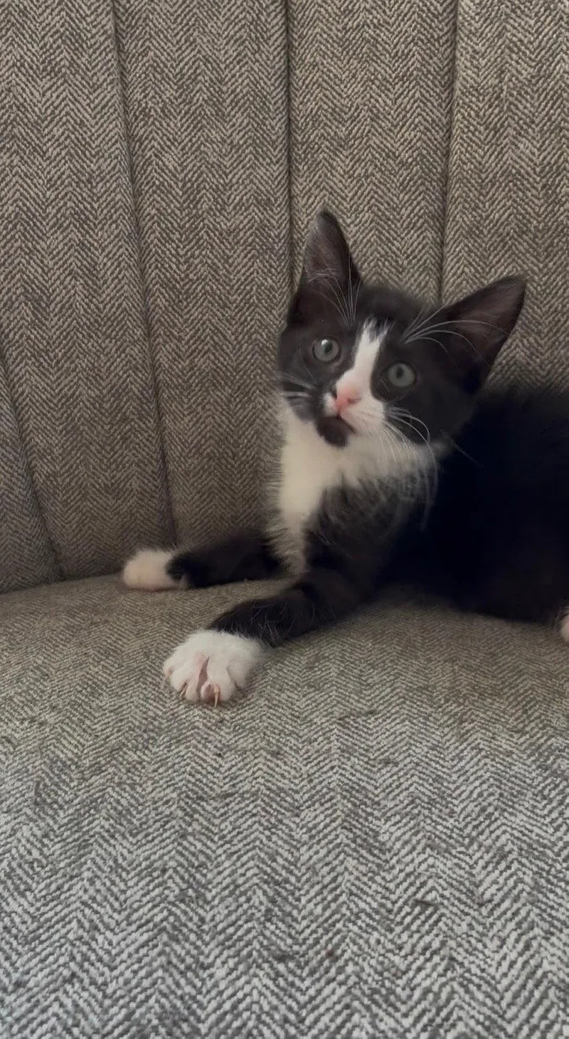 A baby medium-sized female Black & White / Tuxedo Domestic Short Hair cat named Piccolo for adoption in Social Circle, GA