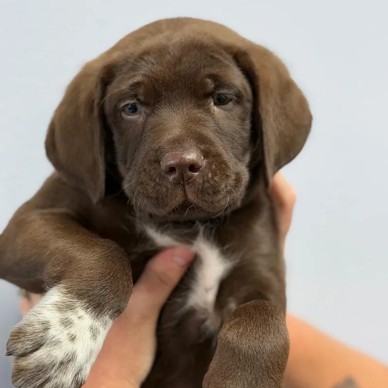 A baby small-sized male Brown / Chocolate Great Pyrenees dog named Stephon for adoption in Idaho Falls, ID