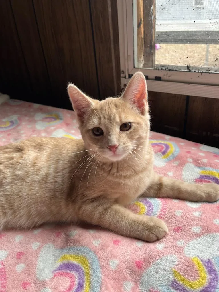 A baby medium-sized male Domestic Short Hair cat named Omar for adoption in Plattsburgh, NY