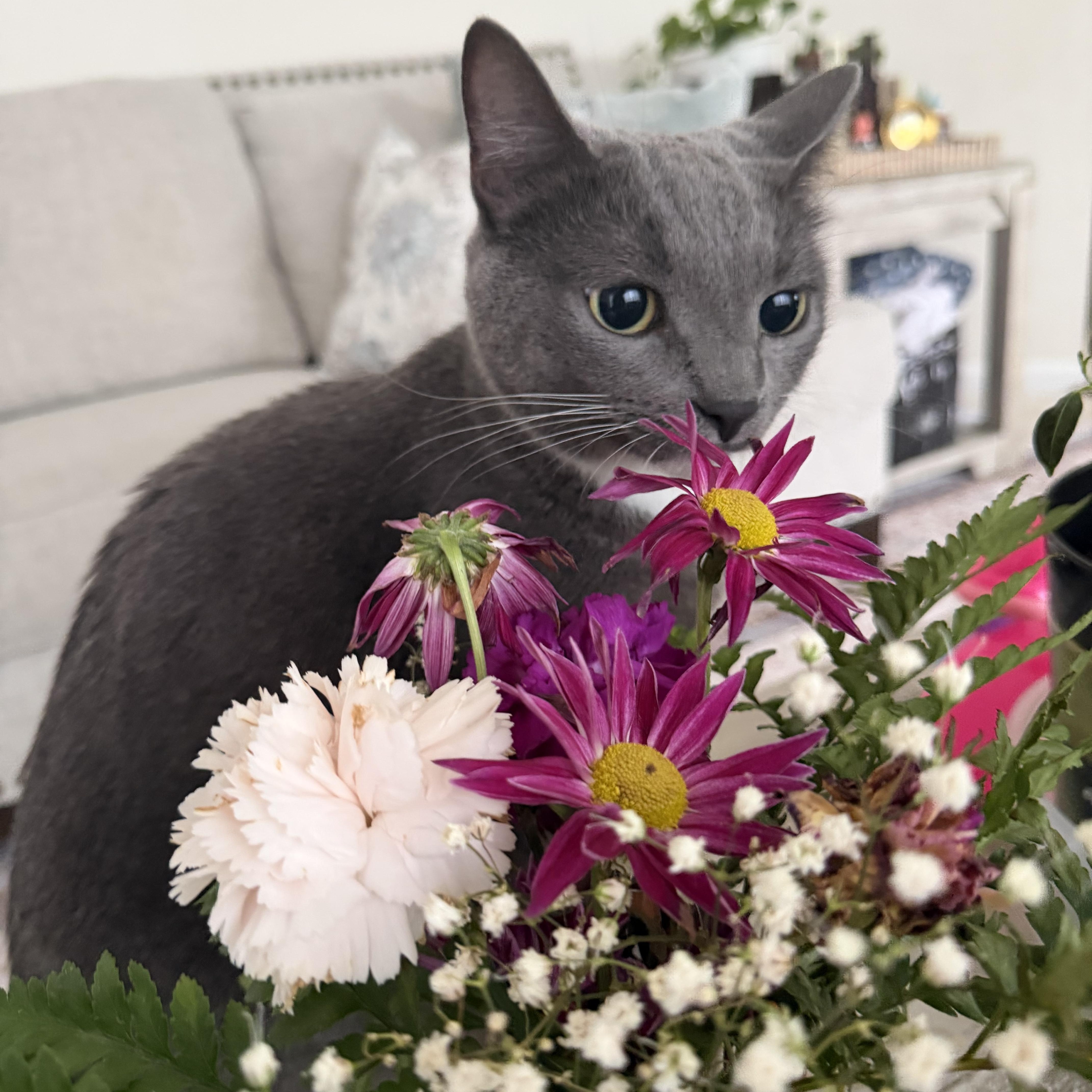 An adult medium-sized male Gray & White American Shorthair cat named Smokey  From Shy for adoption in Bristow, VA