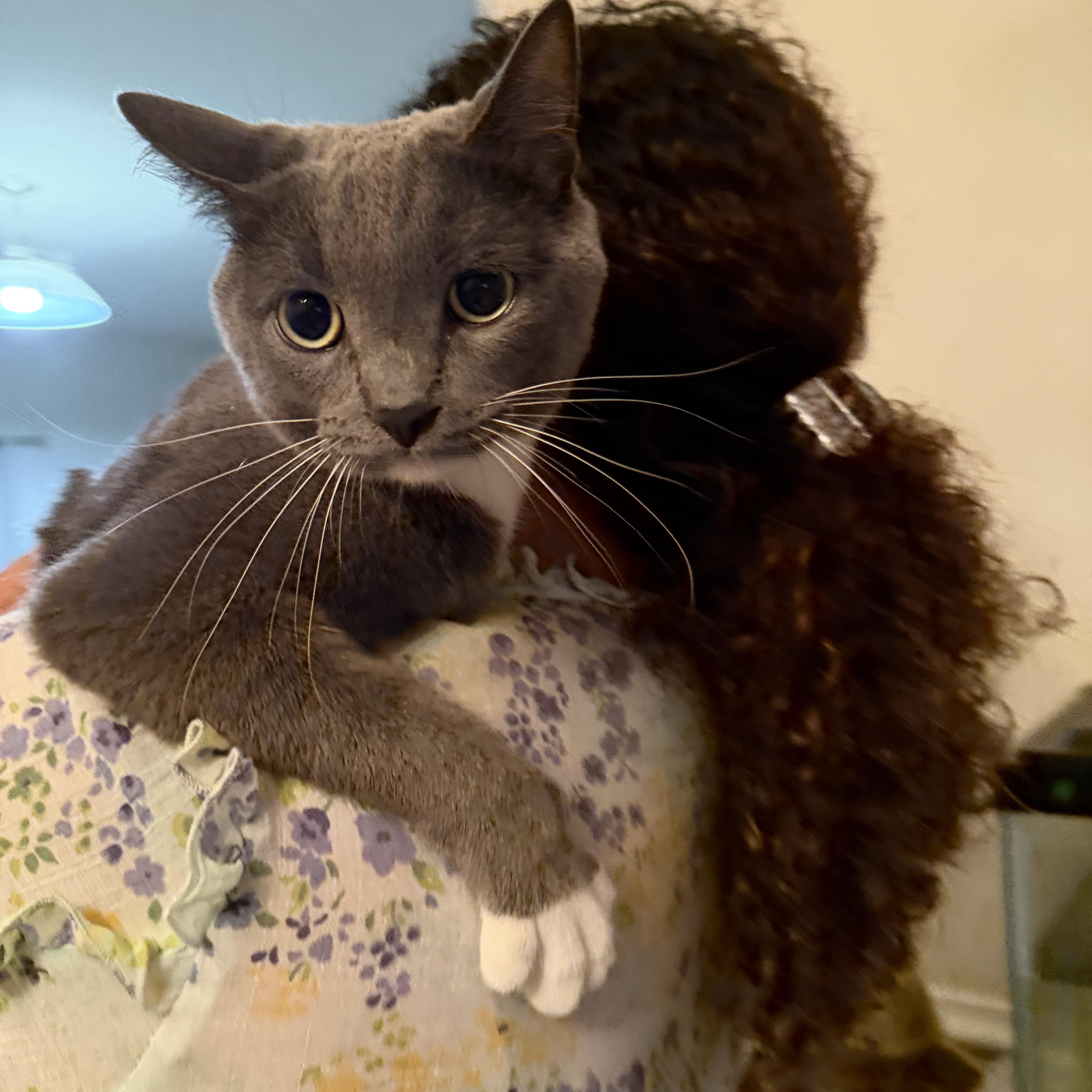 Smokey  From Shy thumbnail 2
