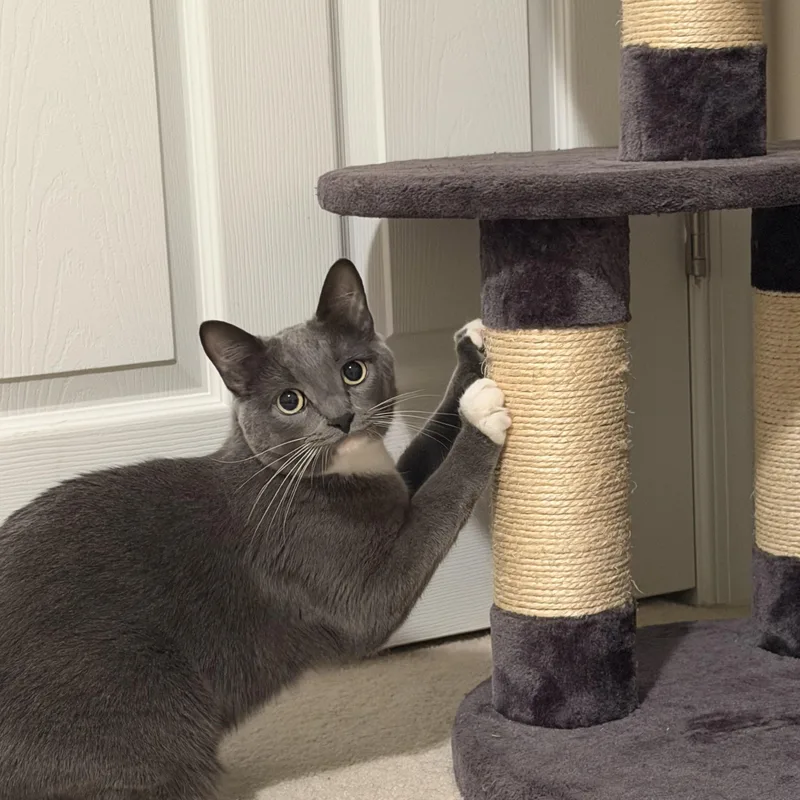 Smokey  From Shy thumbnail 3