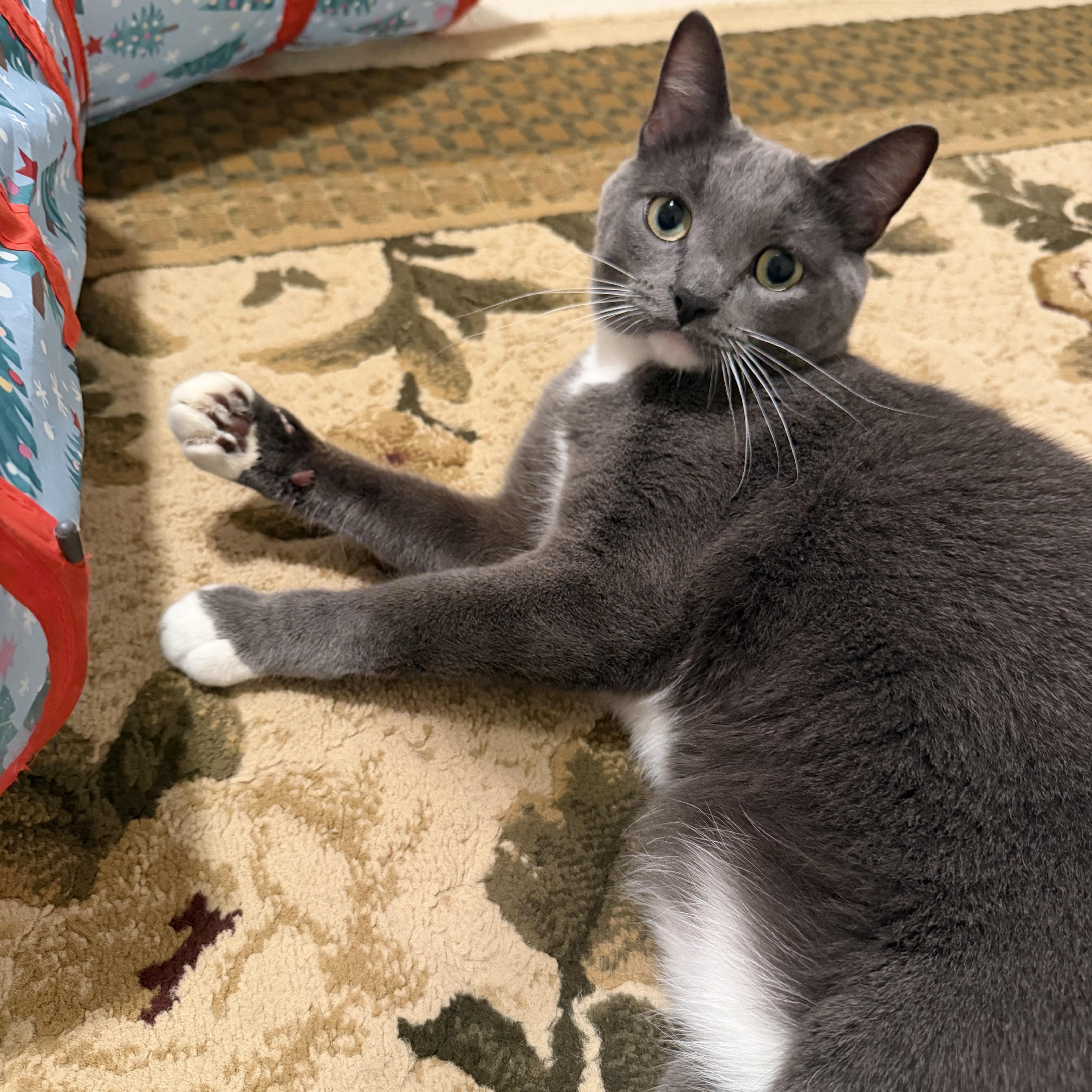 Smokey  From Shy thumbnail 4