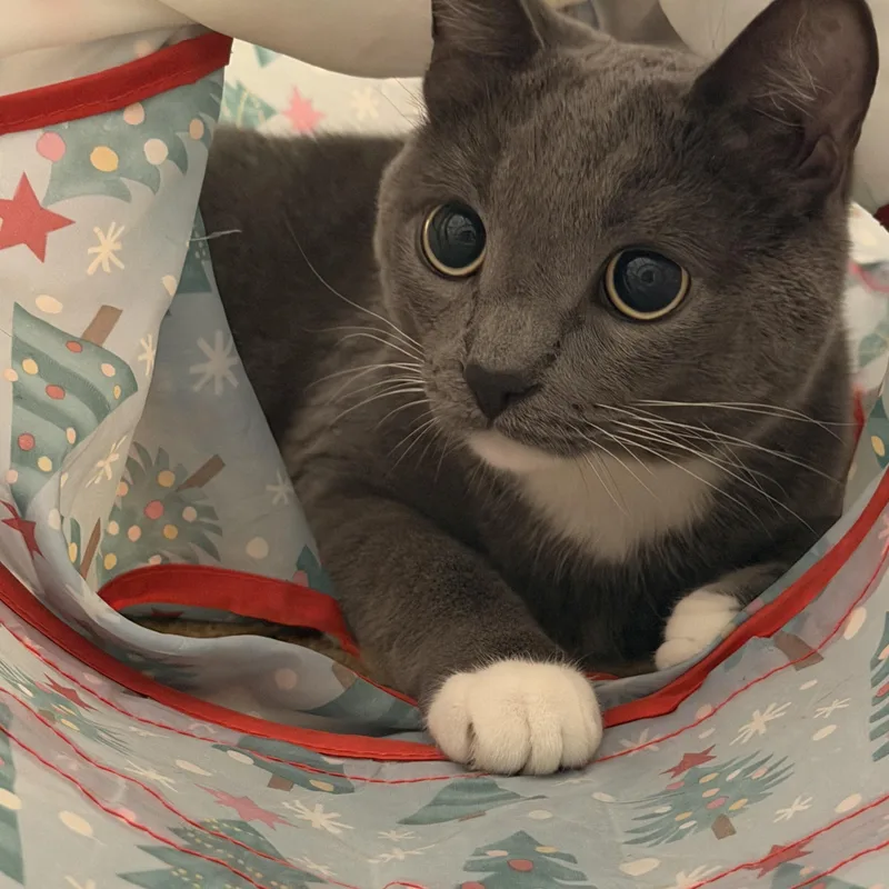 Smokey  From Shy thumbnail 5