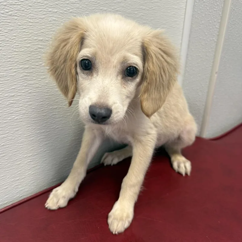 A baby small-sized female Cocker Spaniel dog named Ashley Arriving  D for adoption in Princeton, MN