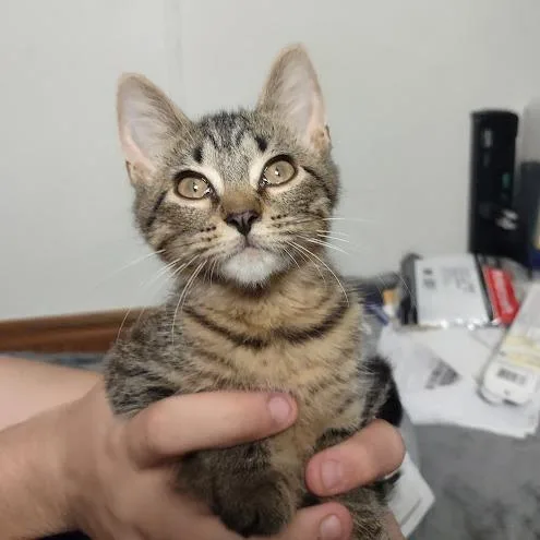 Nova