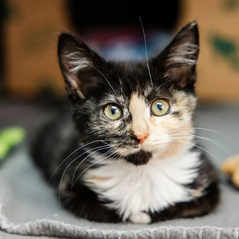A baby small-sized female Black Domestic Medium Hair cat named Belladonna for adoption in Incline Village, NV