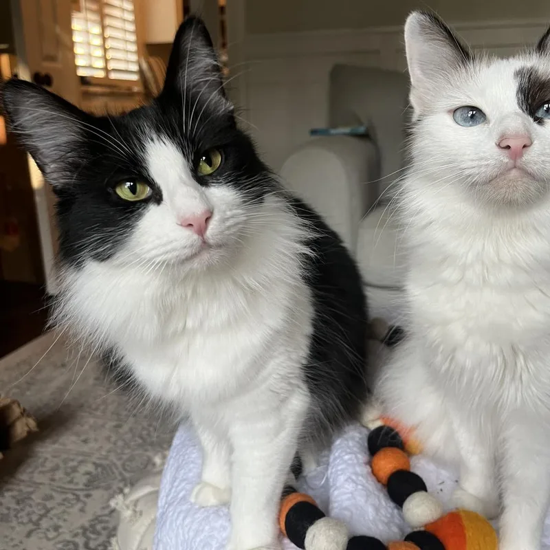 An adult medium-sized female Black Domestic Long Hair cat named Margo for adoption in Flower Mound, TX