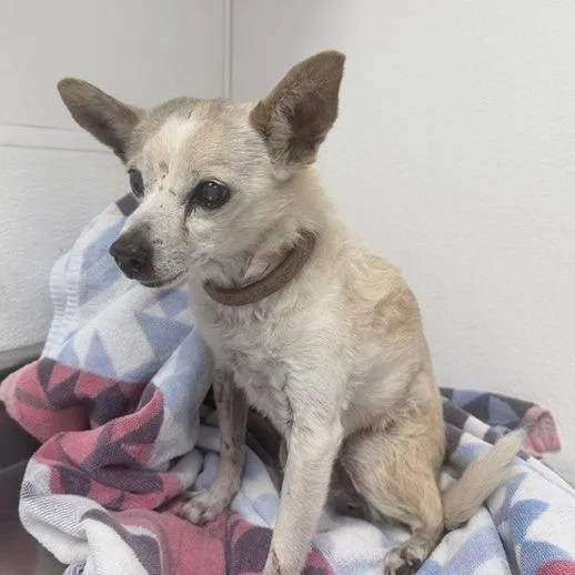 A senior small-sized female White / Cream Chihuahua dog named Tigger for adoption in Kanab, UT