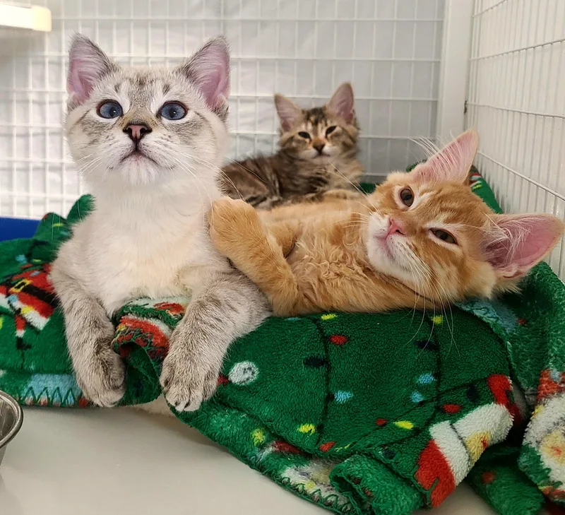 A baby medium-sized male Orange & White Domestic Short Hair cat named Margarita for adoption in Kirkland, WA