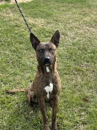 An adult medium-sized male Brindle Cattle Dog dog named Robert for adoption in Houston, TX