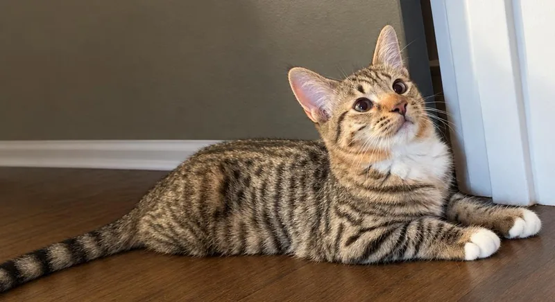 A young medium-sized female Domestic Short Hair cat named Espie for adoption in Kansas City, MO