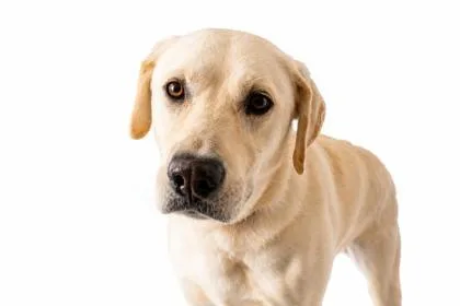 An adult large-sized male Labrador Retriever dog named World Cup for adoption in Madison, NJ