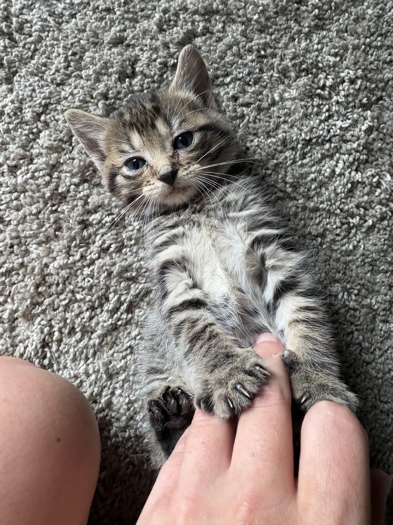 A baby medium-sized female Tabby (Brown / Chocolate) Domestic Short Hair cat named Hazard Ahead for adoption in Columbia, SC