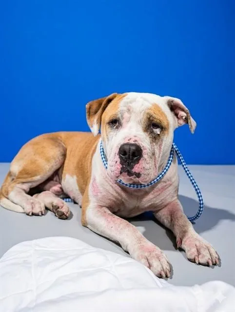 A young medium-sized male Mixed Breed dog named Corduroy for adoption in Jacksonville, FL