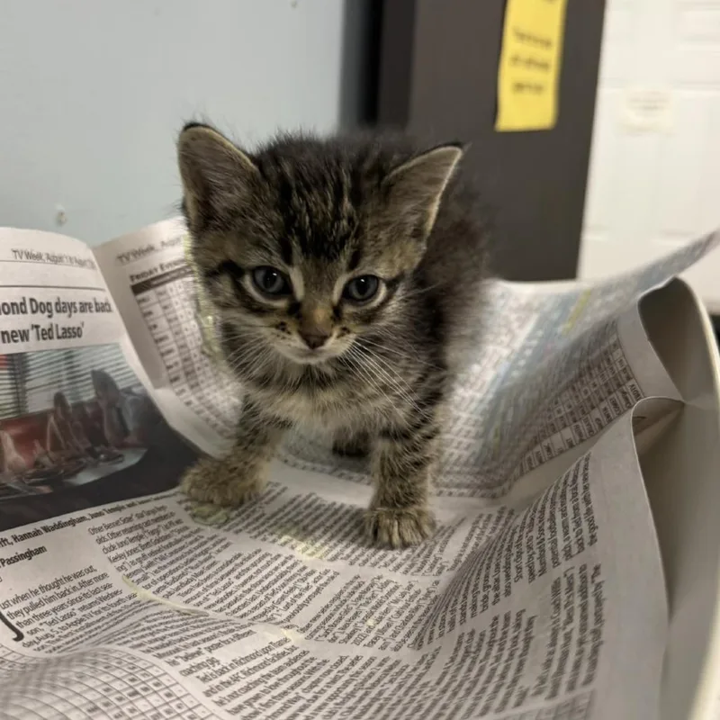 A baby small-sized female Brown / Chocolate Domestic Short Hair cat named Juneteenth for adoption in Columbia, MO