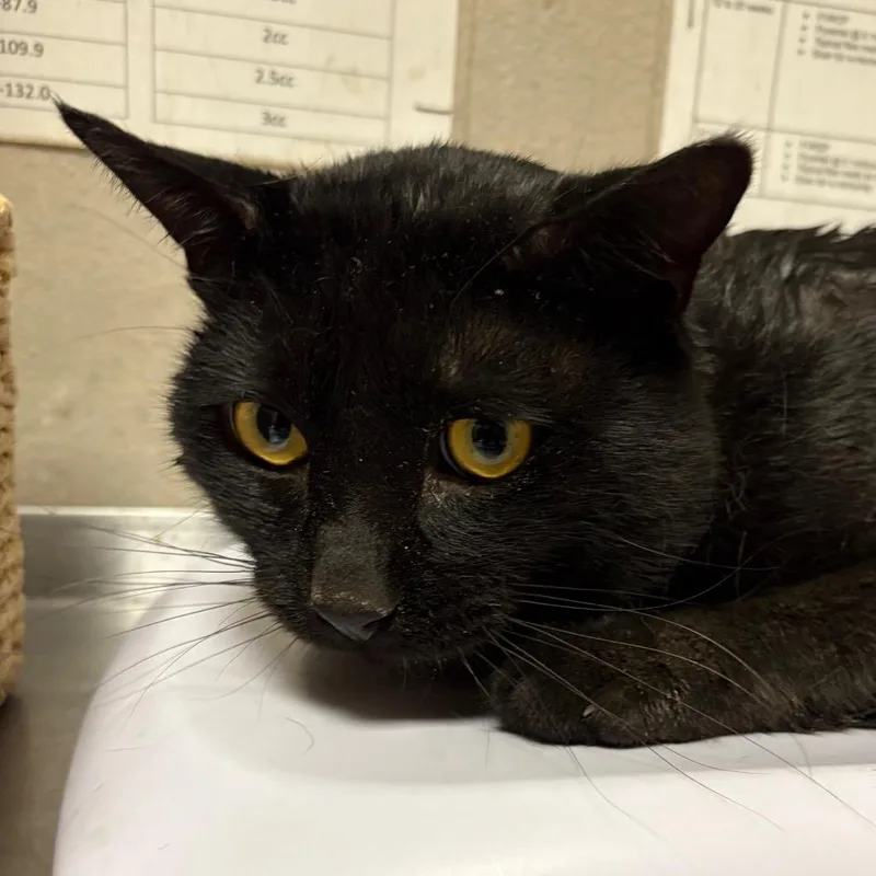 An adult large-sized male Black Domestic Short Hair cat named Hammy for adoption in Yuma, AZ