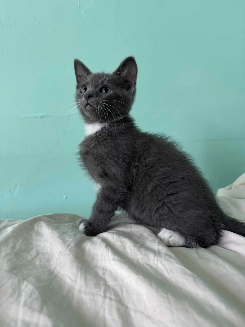 A baby medium-sized male Gray & White Domestic Short Hair cat named Shandygaff for adoption in Trenton, NJ