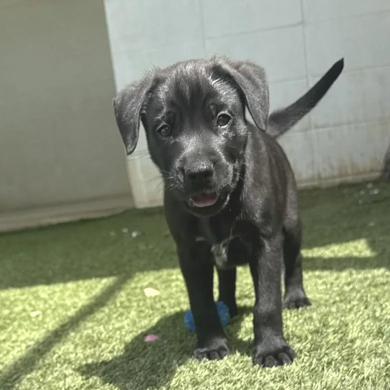 A baby medium-sized male Black Labrador Retriever dog named Tyra for adoption in LOXAHATCHEE, FL