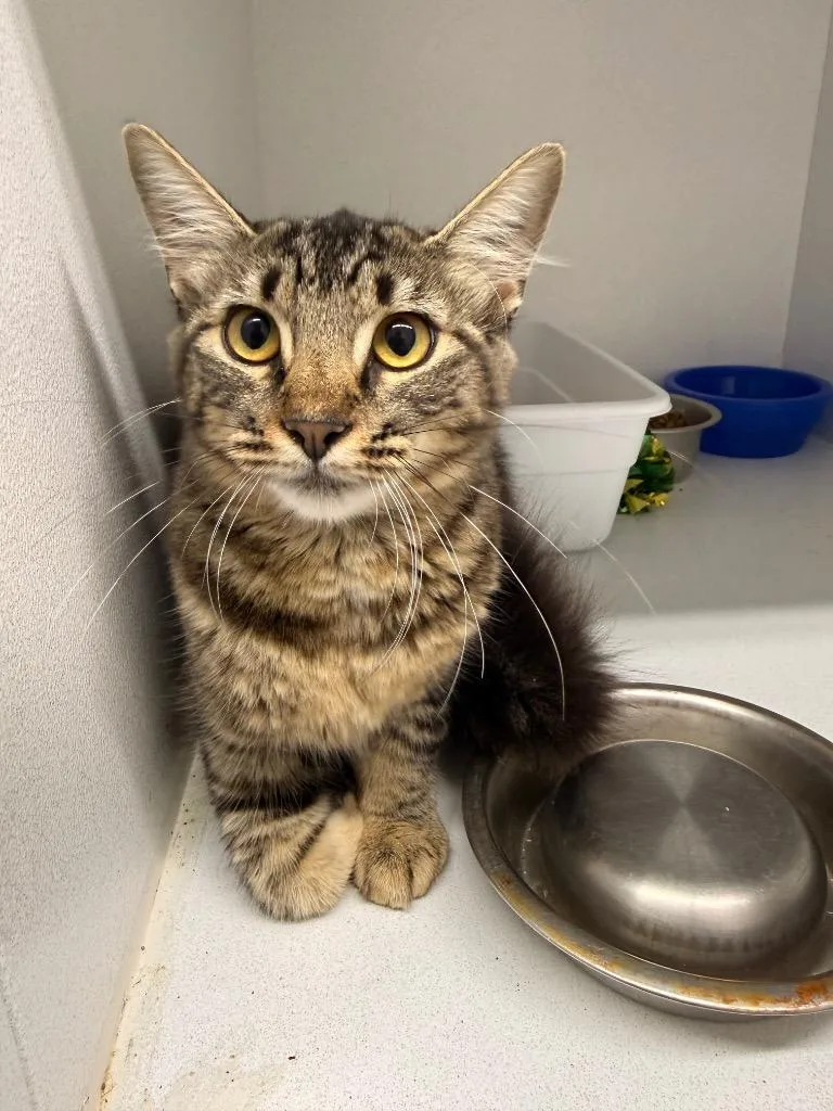 A young medium-sized female Domestic Long Hair cat named Josephina for adoption in Camden, TN