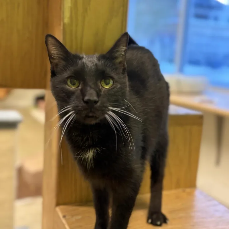 Black Bart  Czarek thumbnail 2