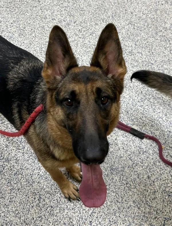 An adult large-sized female German Shepherd Dog dog named Harley for adoption in Golden, CO