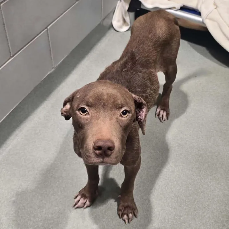 An adult small-sized female Mixed Breed dog named Heidi for adoption in Abilene, TX