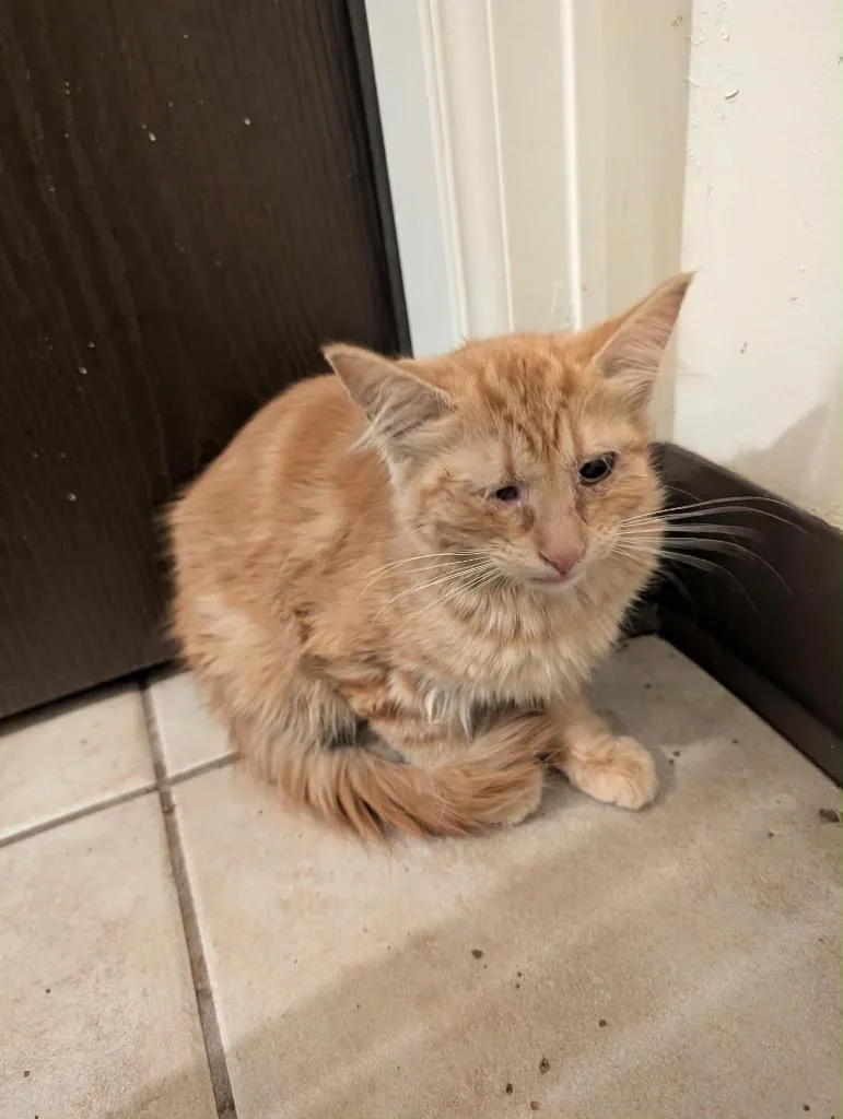 A baby medium-sized female Tabby cat named Hobbes for adoption in Grand Junction, CO