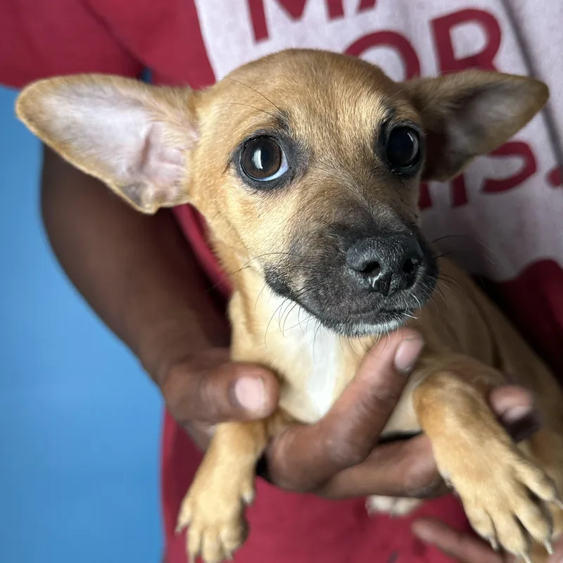 A baby small-sized male Golden Chihuahua dog named Alonzo  Local July for adoption in Brookshire, TX