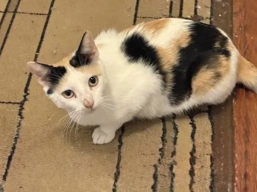 An adult medium-sized female Domestic Short Hair cat named Justice for adoption in Dallas, TX